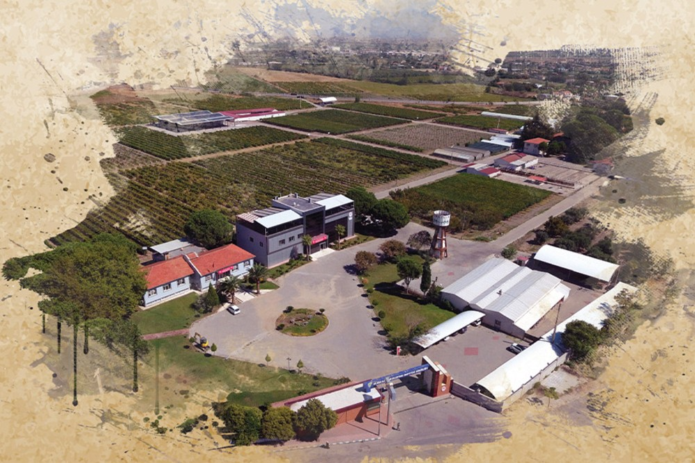 Geniş bir tarım arazisi içerisinde yer alan yerleşkenin kuş bakışı görünümü. Yerleşkede modern bir ana bina, yan yana dizilmiş depo veya üretim tesisleri, bir su kulesi ve geniş bağlar ile ekili alanlar bulunuyor. Tesisin girişinde bir güvenlik kapısı yer alıyor ve tüm alan ağaçlarla çevrili bir bahçe düzenine sahip. Görselin kenarları, eski bir kağıt dokusunu andıran sanatsal bir efektle çerçevelenmiş.